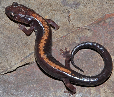 Shenandoah Salamander